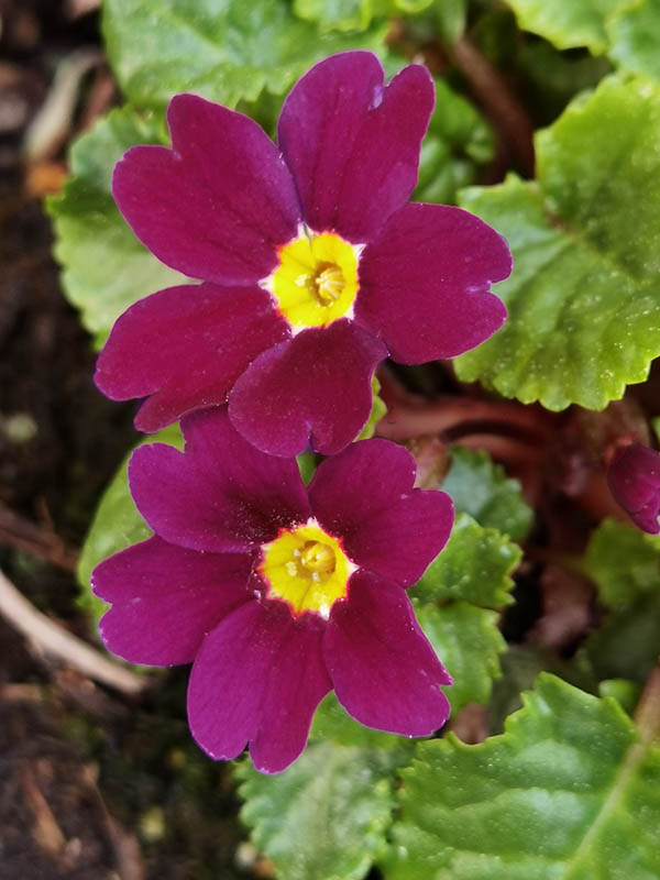 Primula 'Purpurkissen' in bloom in a semi-shaded undergrowth
